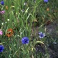 Cornflowers