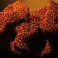 "Disease". pills sculpture. 9500 empty capsules.
