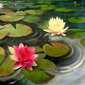 Lilies on a pond