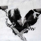 Vulture Surveillance- Street Art in your home for the price of a poster