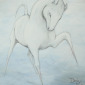 Dressage Piaffe no2