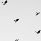 Flying Monkeys