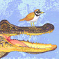 Plover with Crocodile
