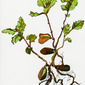 Baby Oak