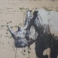 White Rhino