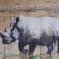 White Rhino 2
