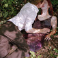 The Substitute (woodland2)
