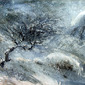 Thorn Tree