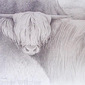 Highland Cow