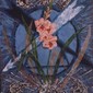 Dragon constellation. Gladiolus
