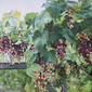"The vineyards of the Loire"
