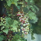 "A branch of grapes"