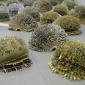 Forest: Lungs of the World
