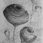 Spinning Flowers