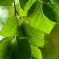 Leaves in Sunlight