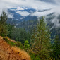 Oregon Forest