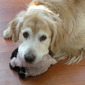 ty and his toy
