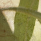 Ecophyte 4