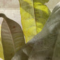 Ecophyte 6