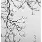 Venetian tree