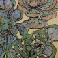 Echeveria:4