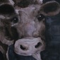 Night Cows 8