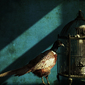 Clever Bird