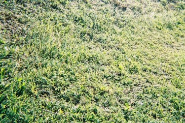 Collection Grass; created by Matthew Schlichter