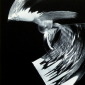 Feather in the wind