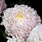 From the Series "The Earth Laughs in Flowers" 