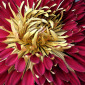 From the Series "The Earth Laughs in Flowers" 