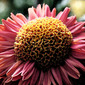 From the Series "The Earth Laughs in Flowers" 