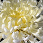 From the Series "The Earth Laughs in Flowers" 