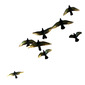 the pigeons