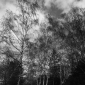Landscape: Hamburg