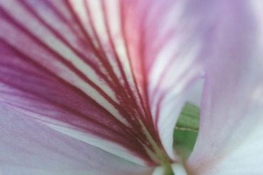 Collection Dan Diamant: Flowers as an Allegory - a Tribute to Georgia O'Keeffe- Art Prints for Sale; created by Dan Diamant