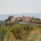 Vineyard, Volpaia, Tuscany