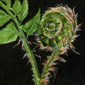 Fiddlehead, young fern