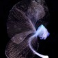 Orchid 15