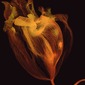 Orchid 1