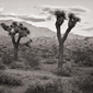 Rainbow Valley Desert
