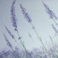 Constance Widen