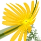 Yellow Blooms