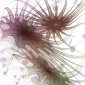 Sea Anemone