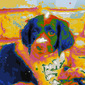 Ranger the Wonder Dog