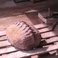 Living stone