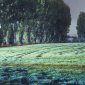 Tracks in Field
