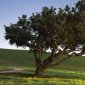 Windblown Tree