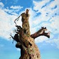 The Tree of Frogs