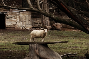 Tam Muro